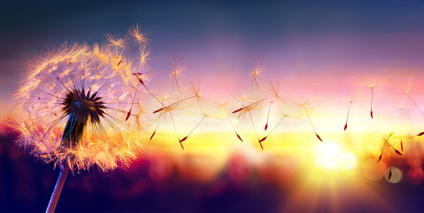 A flower in the wind in front of a sunset